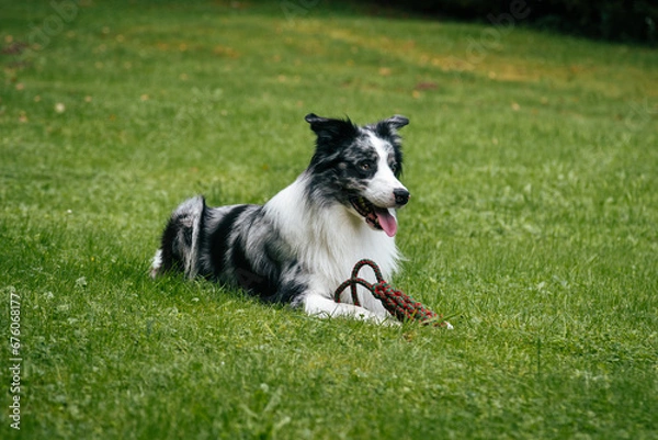 Obraz Border Collie Blue Merle Zabawa Ogród