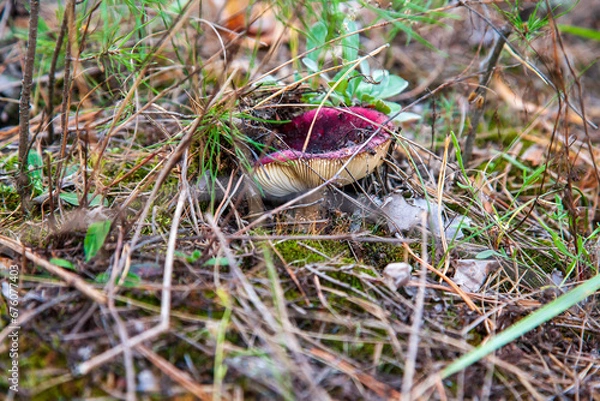 Fototapeta Shrimp russula mushroom in a coniferous autumn forest. Close-up of a mushroom purpure cap. Russula xerampelina.
