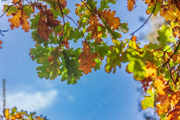 Fototapeta Branch with yellow and green oak leaves against the background of the autumn blue sky on a sunny day.