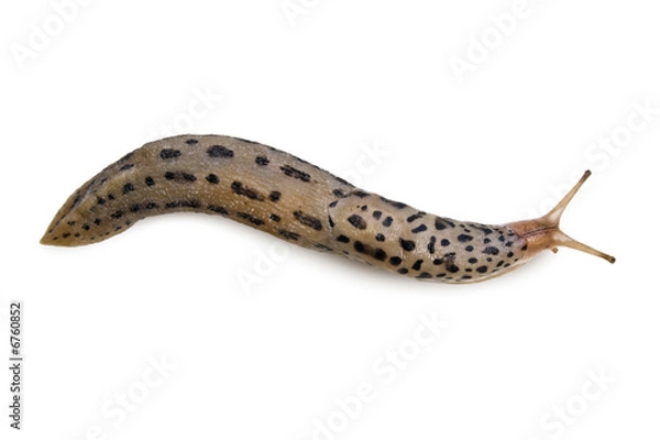 Fototapeta Leopard Slug