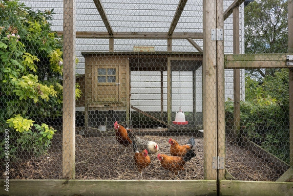 Fototapeta Chicken coop with different breeds of chickens