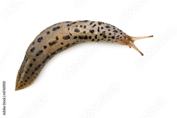 Fototapeta Leopard Slug