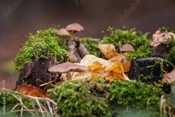 Obraz A brown fungus growing in moss on a tree stump.