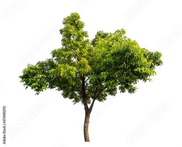 Fototapeta Green tree isolated on transparent background with clipping path and alpha channel..