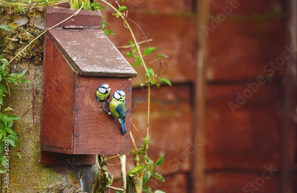 Obraz nesting blue tits in bird box