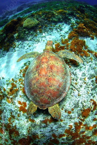 Obraz アオウミガメ