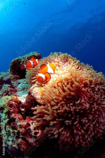 Obraz カクレクマノミとイソギンチャク