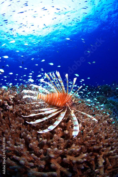 Obraz サンゴの上を泳ぐハナミノカサゴ