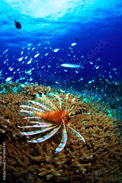 Obraz サンゴの上を泳ぐハナミノカサゴ