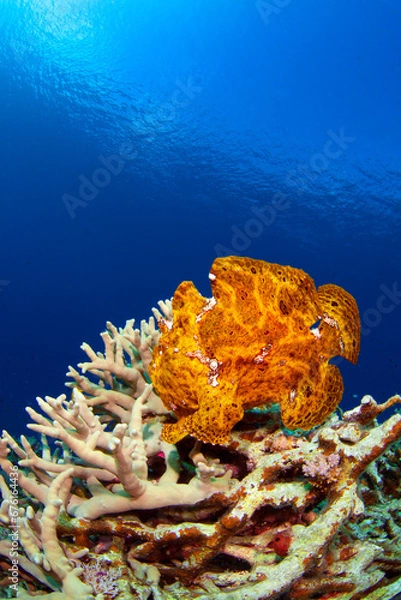 Obraz サンゴの上を歩くオオモンカエルアンコウ