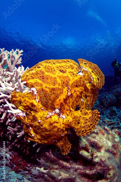 Obraz サンゴの上を歩くオオモンカエルアンコウ