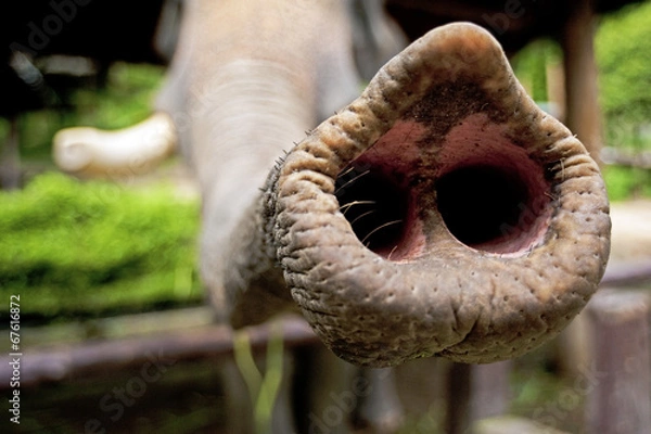 Obraz Elephant trunk