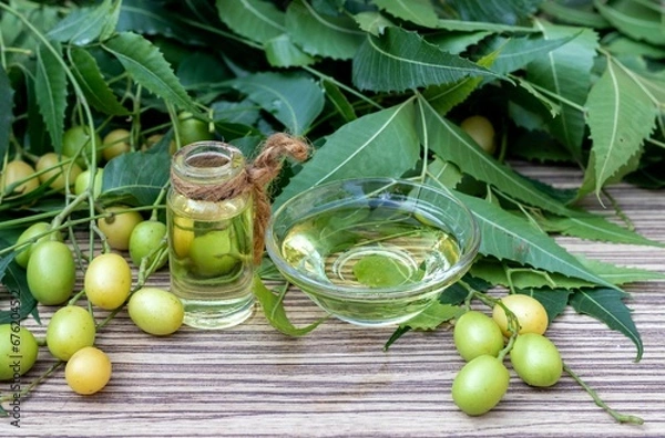 Obraz Azadirachta Indica Oil or Neem Oil in a Glass Bowl and Bottle with Neem Leaves and Fruit Isolated on Wooden Background with Copy Space, Also Known as Margosa, Nimtree or Indian Lilac, Uses Ayurvedic