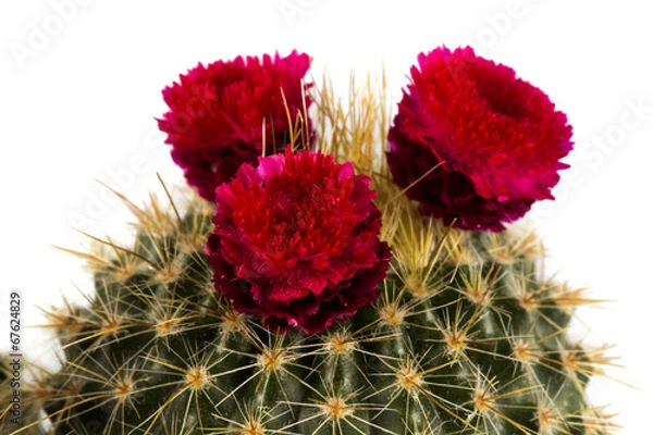 Obraz Cactus
