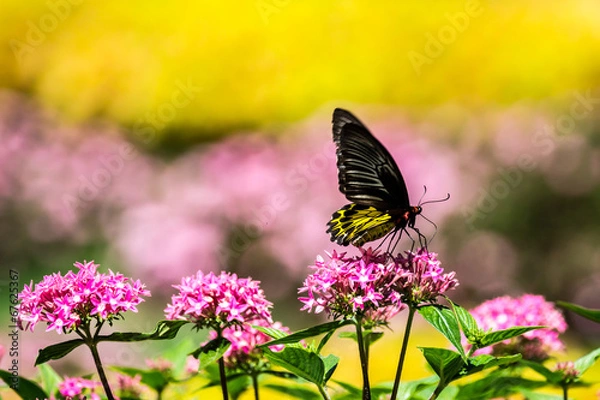 Obraz butterfly and flower