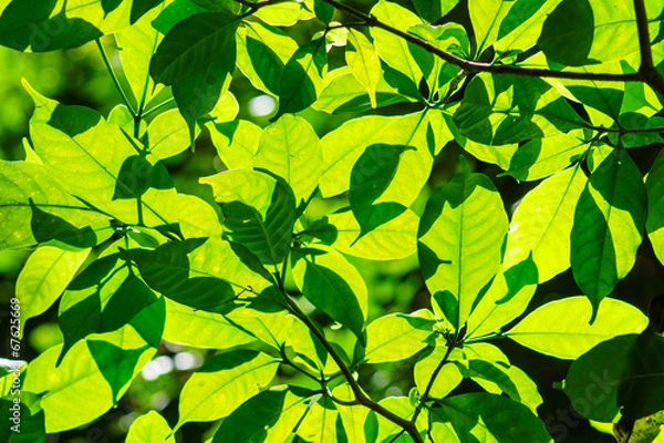 Fototapeta leaf background