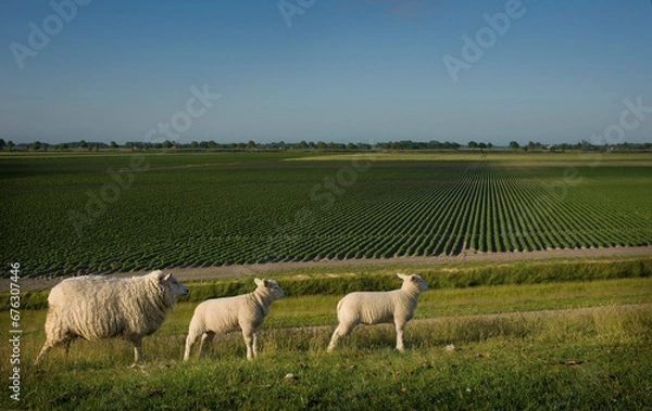 Fototapeta Sheep with two lambs on the dike on the Groninger Wadden coast. In the background the ridges of the potato fields.