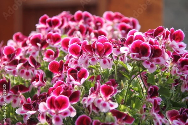 Fototapeta Balkonpflanzen