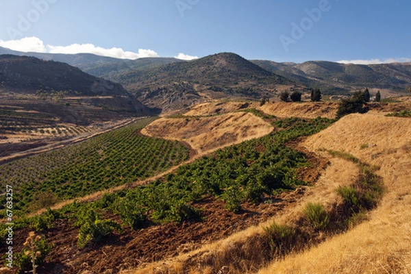 Obraz Weinbau Libanon