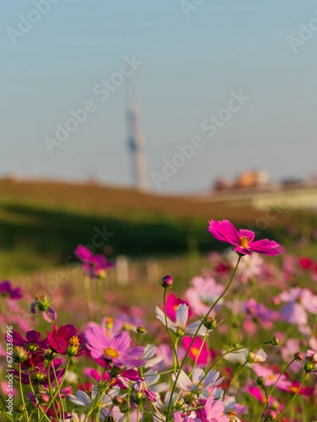 Obraz 秋桜がある風景
