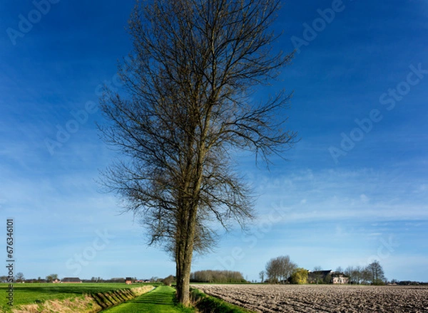 Fototapeta Row of trees somewhere in the countryside between the Groningen villages of Leermens and 't Zandt, the Netherlands.