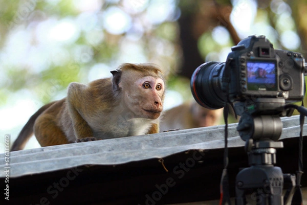Fototapeta monkey with camera