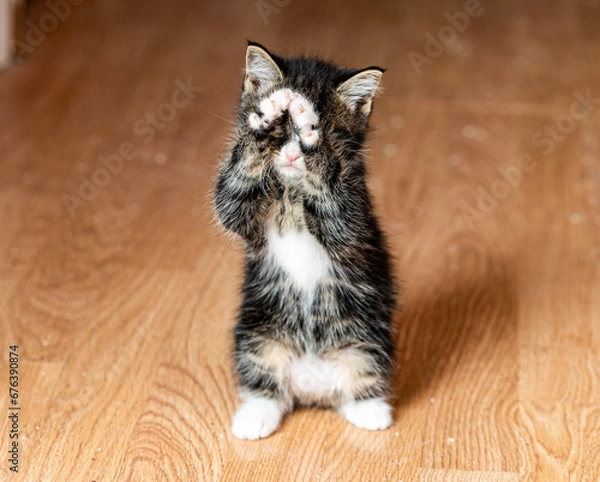 Obraz Praying kitten