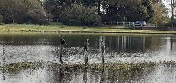 Obraz Lining up to Fish