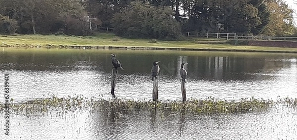 Obraz Cormorants at their Posts 