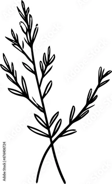 Fototapeta Rosemary stem, a popular image for tattoos