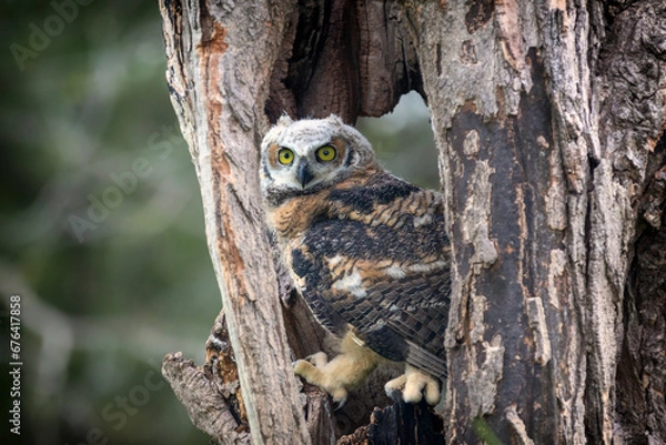 Obraz great horned owl in tree
