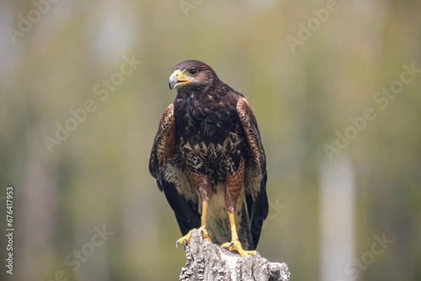 Obraz red tailed hawk