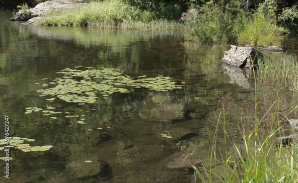 Obraz Vermont Pond in Summer with Lily Pads, rocks, clear water, color, sun, calm, peaceful, serene