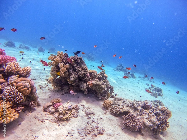Obraz Underwater life of reef with corals, shoal of Lyretail anthias (Pseudanthias squamipinnis) and other kinds of tropical fish. Coral Reef at the Red Sea, Egypt.