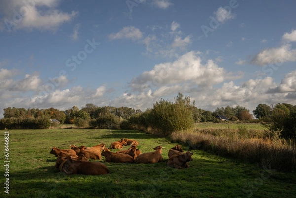 Fototapeta Woudbloem, the Netherlands 10-16-2022.After 10 years of nature development in the Westerpolder, Ae's Woudbloem, Tetjehorn and Dannemeer, old and new nature come together in the Roegwold Nature Reserve