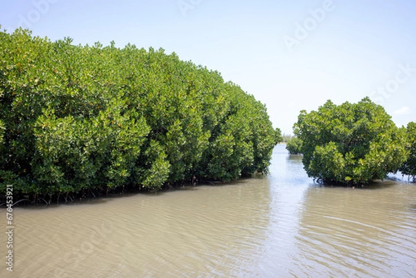 Fototapeta Mangroves in brackish water on the coast creating shoreline stabilization and a home for a rich biodiversity