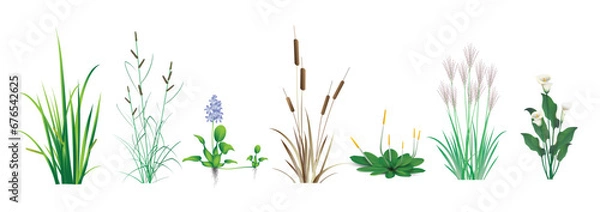 Fototapeta Cattail (reeds, cane), Calamus, Sedge, Miscanthus, water Hyacinth, Orontium, Calla lily (Ethiopian). Tropical coastal grass and floating marsh (pond) plants. A color set drawings on a white background