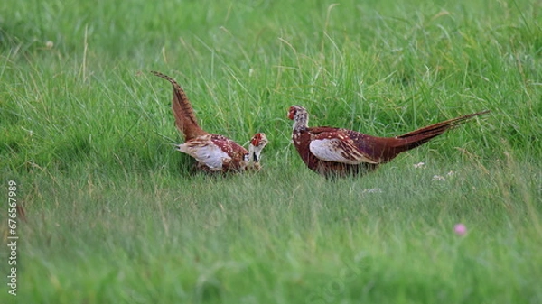 Obraz FAISANTS D'ELLIOT