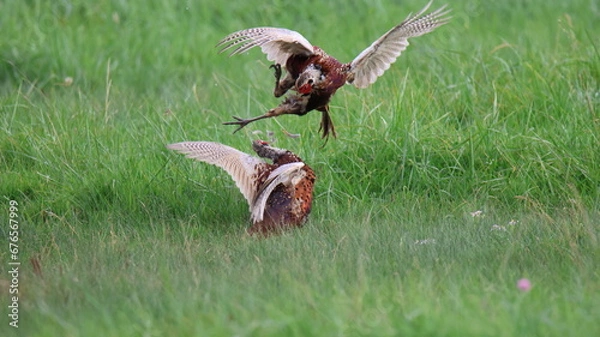 Obraz FAISANTS D'ELLIOT