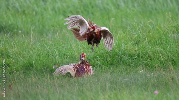 Obraz faisants d'elliot