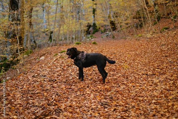Fototapeta Black Labrador in the autumn wood in Abruzzo, Italy, happy dog with harness.