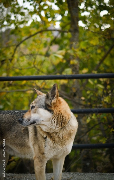 Fototapeta Curious wolfdog looking at the woods in Abruzzo, Italy, in the autumn.
