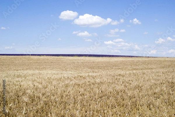 Obraz Wheat field with cloudy blue sky