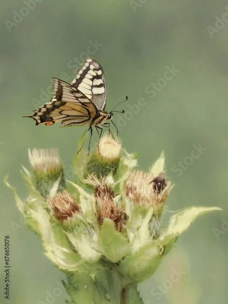 Obraz Swallowtail butterfly (Papilio machaon) - a species of day butterfly from the swallowtail butterfly (Papilionidae). It has yellow wings with black and blue patterns. Inhabits all of Europe, Asia