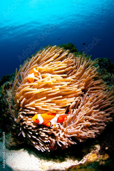 Obraz カクレクマノミとイソギンチャク