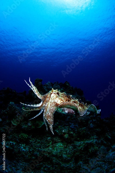 Obraz 威嚇するコブシメ