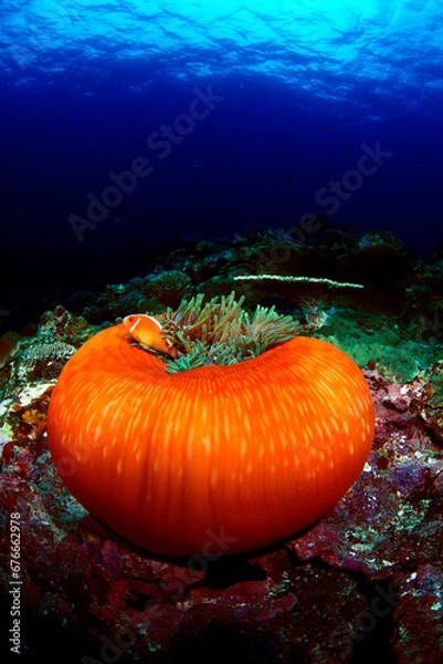 Obraz ハナビラクマノミとイソギンチャク