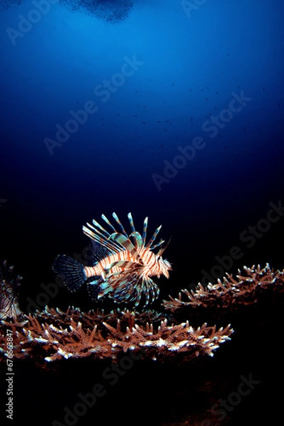 Obraz ハナミノカサゴ