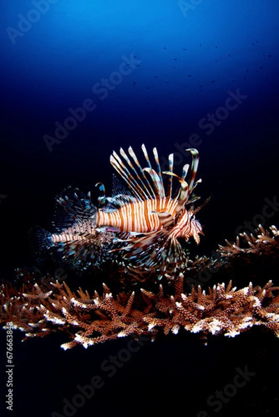 Obraz ハナミノカサゴ