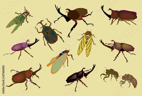 Fototapeta 夏の昆虫のイラスト